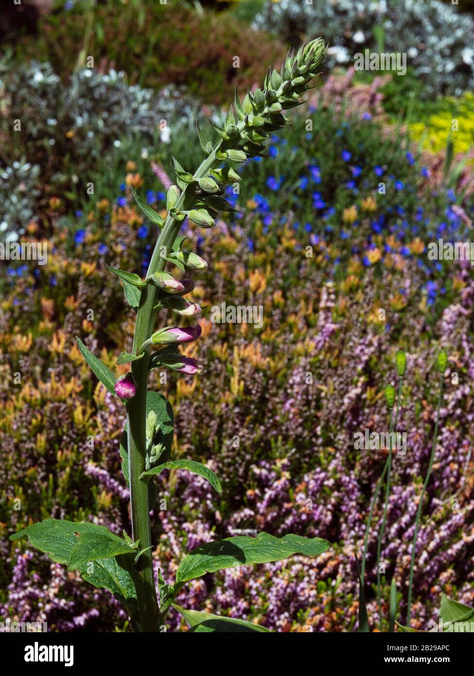 Blühender Foxhandschuh (Digitalis purpurea) an der Gartengrenze Stockfoto