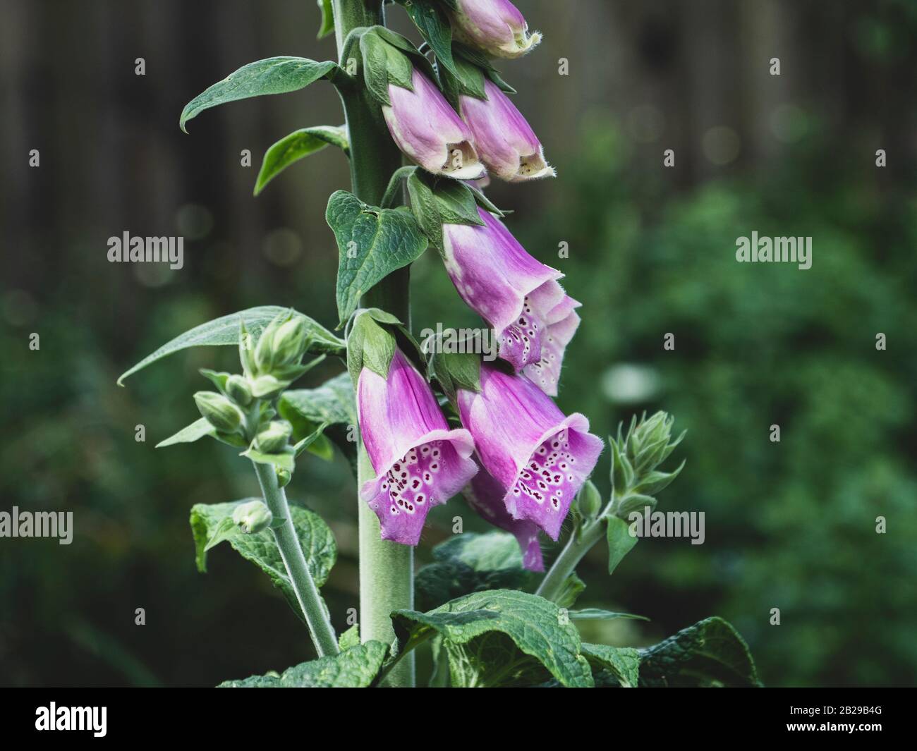 Nahaufnahme der violetten Foxhandschuhblüten (Digitalis purpurea) im Garten Stockfoto