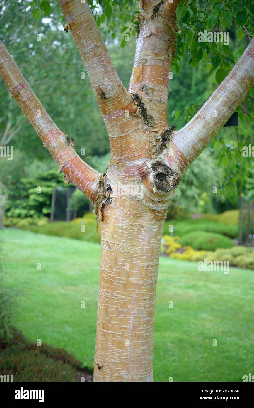 Weißrindige Himalaya-Birke (Betula utilis var. jacquemontii) Stockfoto