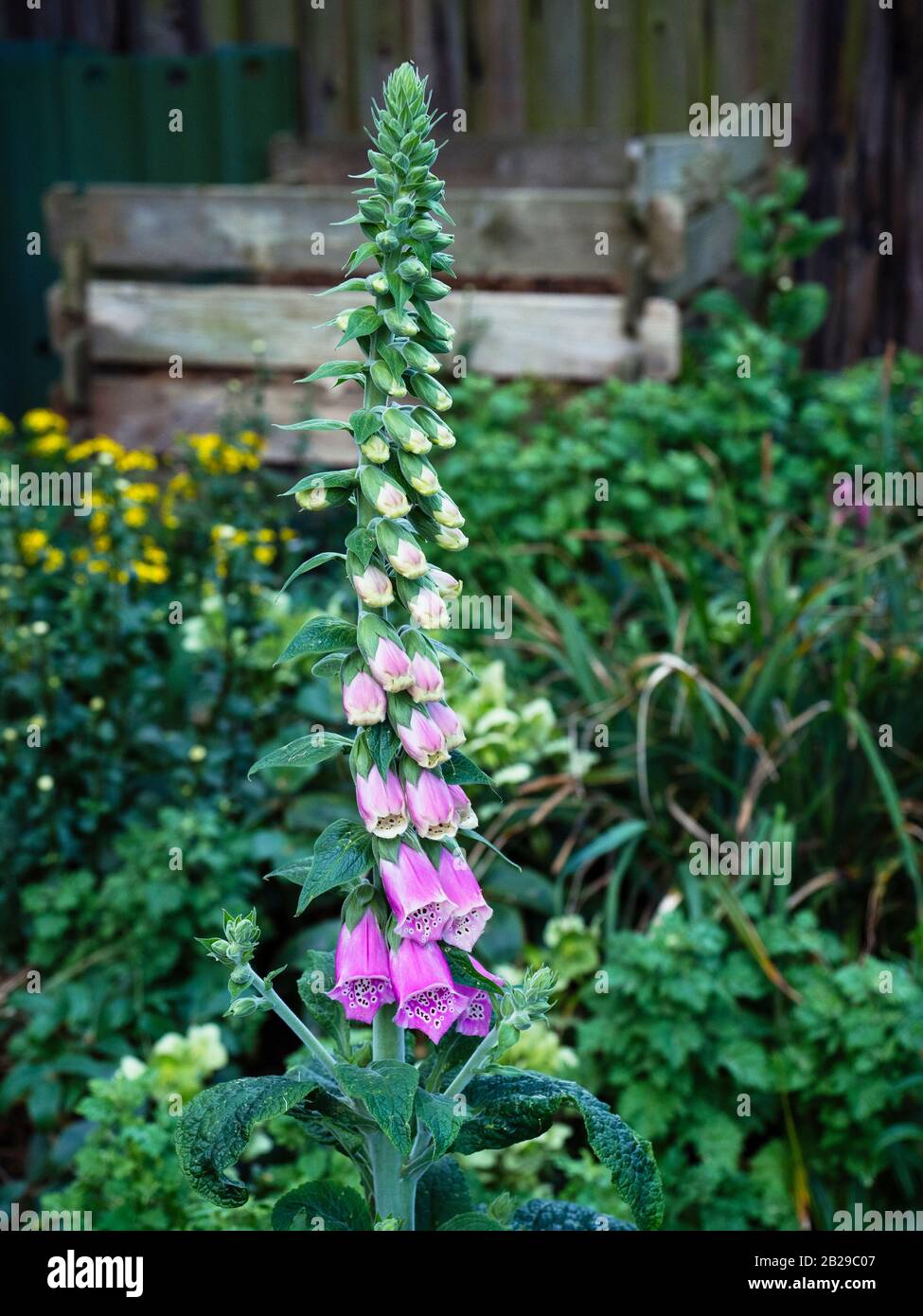 Wachsender Foxhandschuh (Digitalis purpurea) an der Gartengrenze Stockfoto