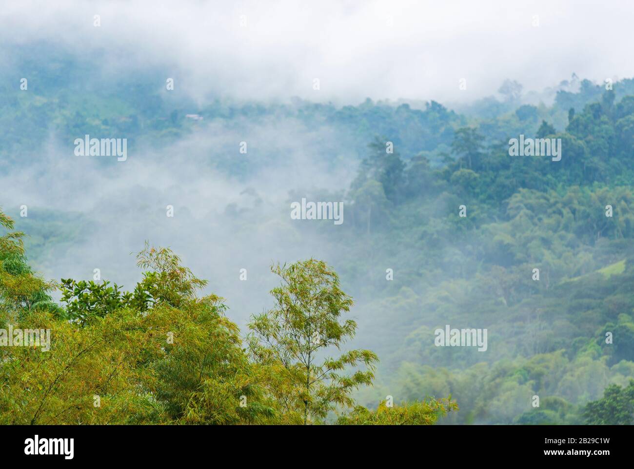 Morgennebel und Nebel im Nebelwald von Mindo, westlich von Quito, Ecuador. Stockfoto Morgennebel und Nebel im Nebelwald von Mindo, westlich von Quito, Ecuador. Stockfoto