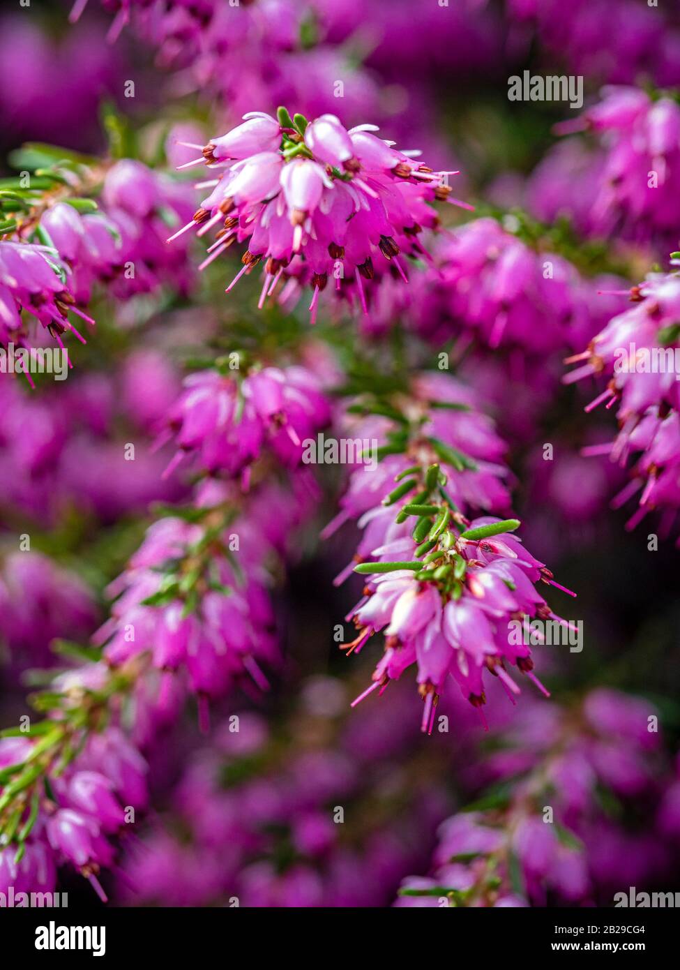 Nahaufnahme der rosafarbenen Blumen auf der Heideweide Erica × darleyensis Stockfoto