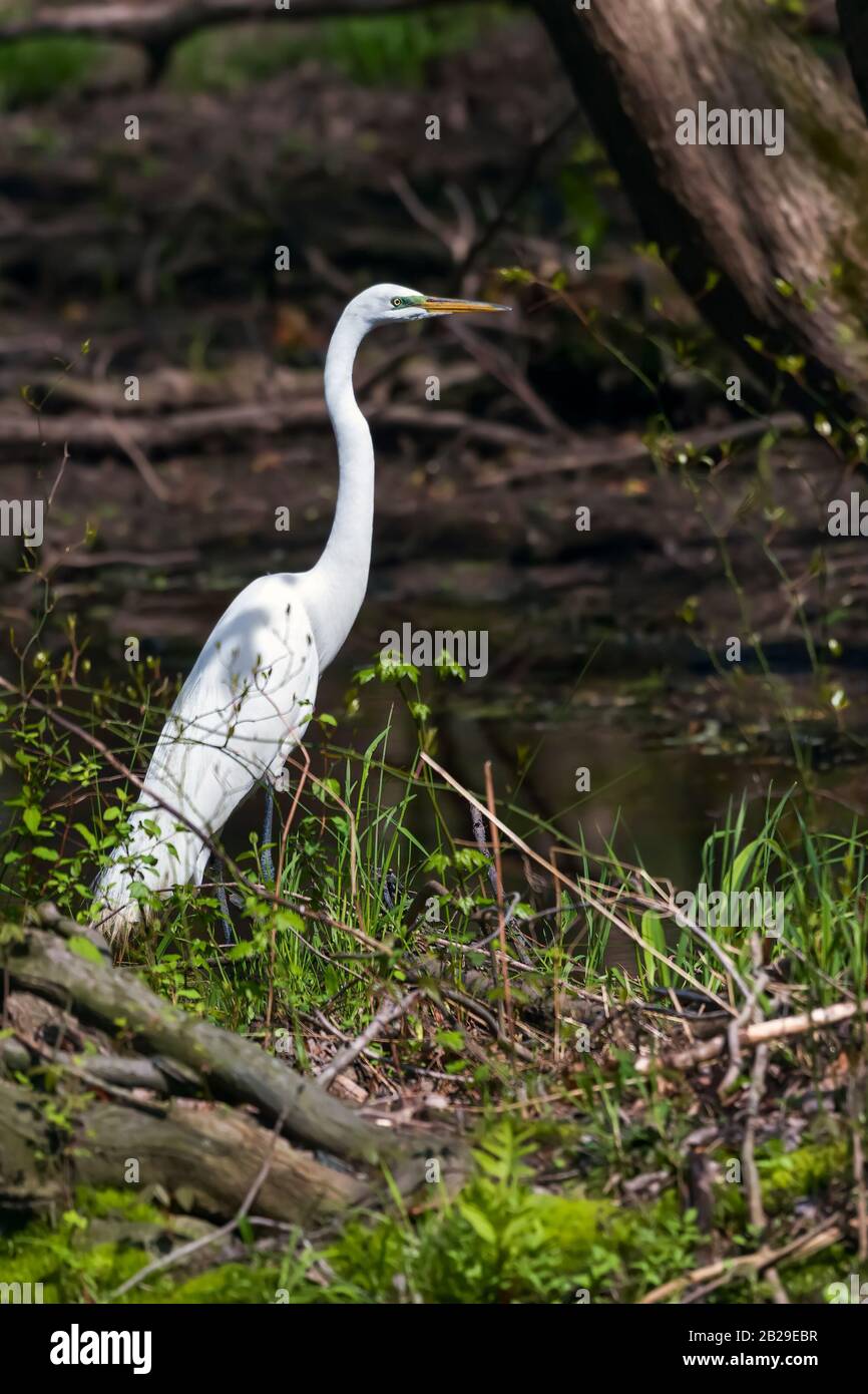 Great Egret (Ardea alba) steht während der Brutzeit am Ufer eines Waldbaches. Bombay Hook National Wildlife Refuge. Delaware. USA Stockfoto