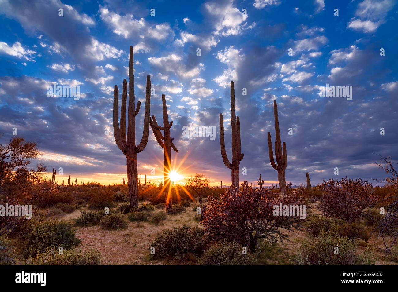 Malerische Wüstenlandschaft in Arizona mit Saguaro Kaktus bei Sonnenuntergang Stockfoto