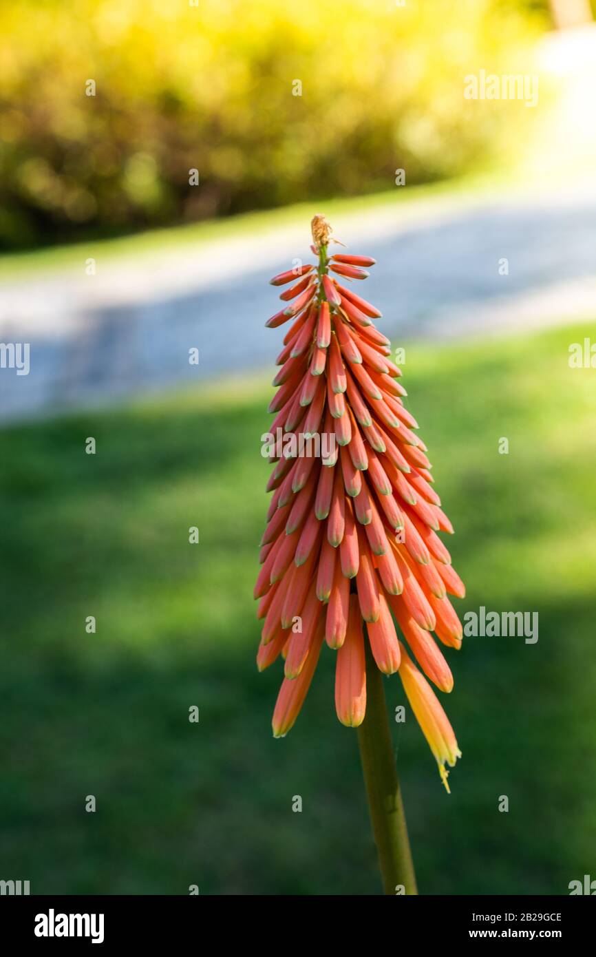 Blühende schöne Red Hot Poker Blumen Blumen in Aussicht Stockfoto