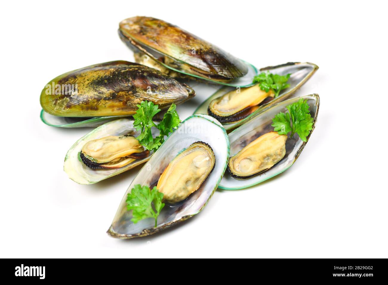 Muscheln auf weißem Hintergrund/Green mussel Shell mit Petersilie isoliert Stockfoto