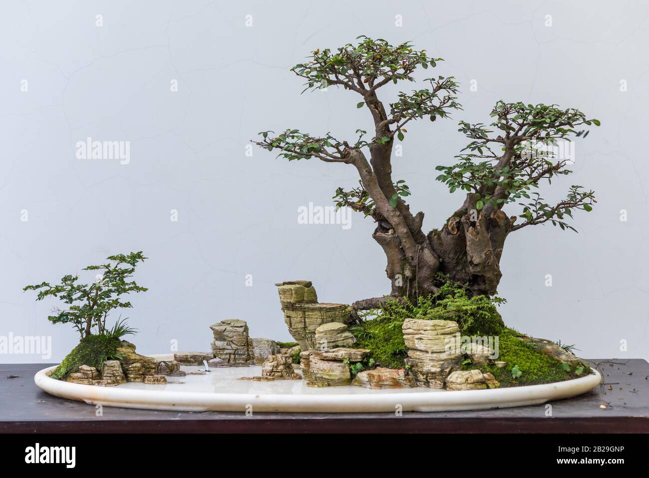 Bonsai-Bume mit Felsen in einem Teller gegen weie Wand Stockfotografie -  Alamy
