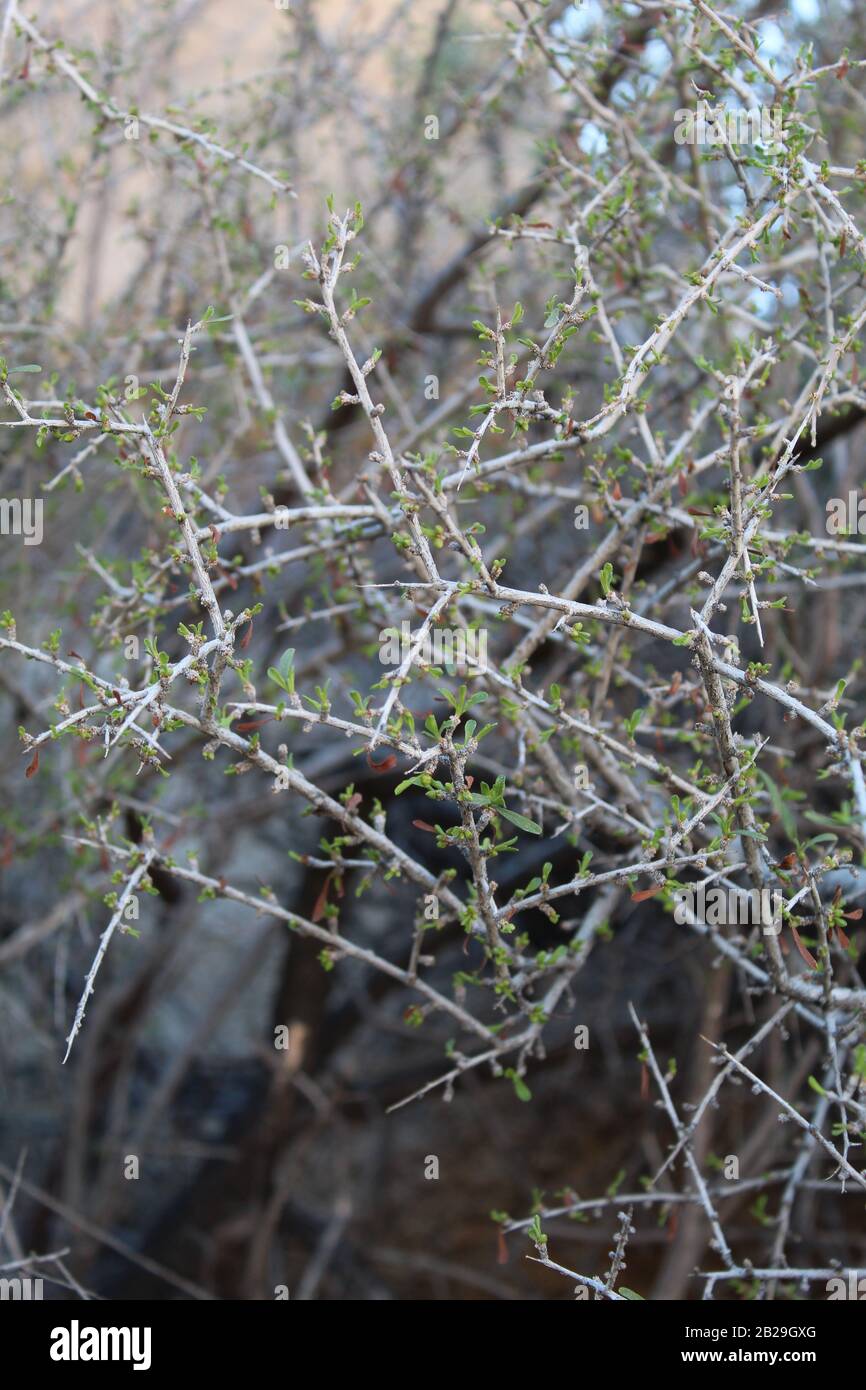 Das Nachwachsen des Laubs am Ende des Winters in der südlichen Mojave-Wüste ist dieser Joshua-Tree-Nationalpark, der in Prunus Fasciculata, Desert Almond, beheimatet ist. Stockfoto