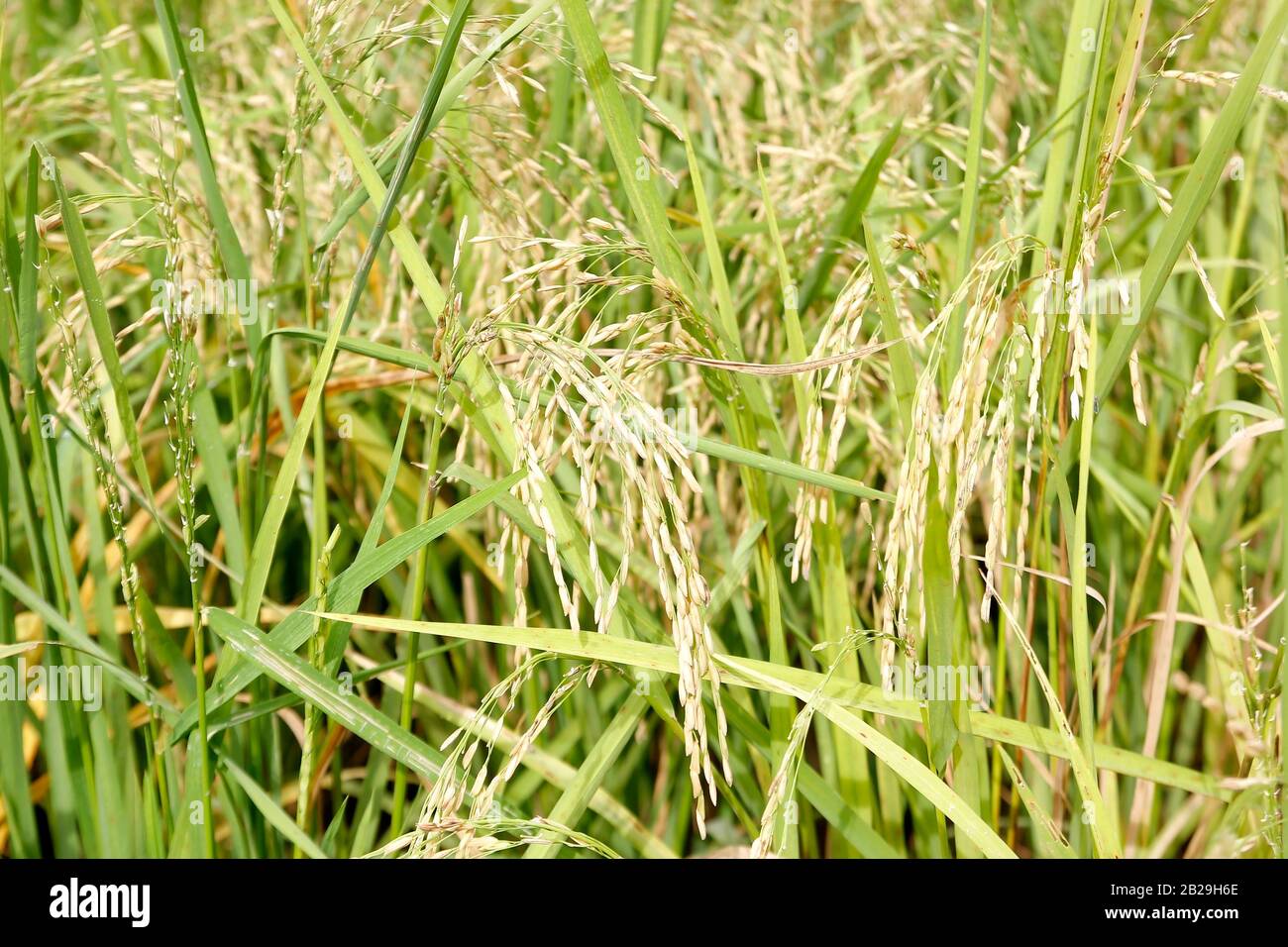 Nahaufnahme des grünen Paddy Reis im Feld Stockfoto