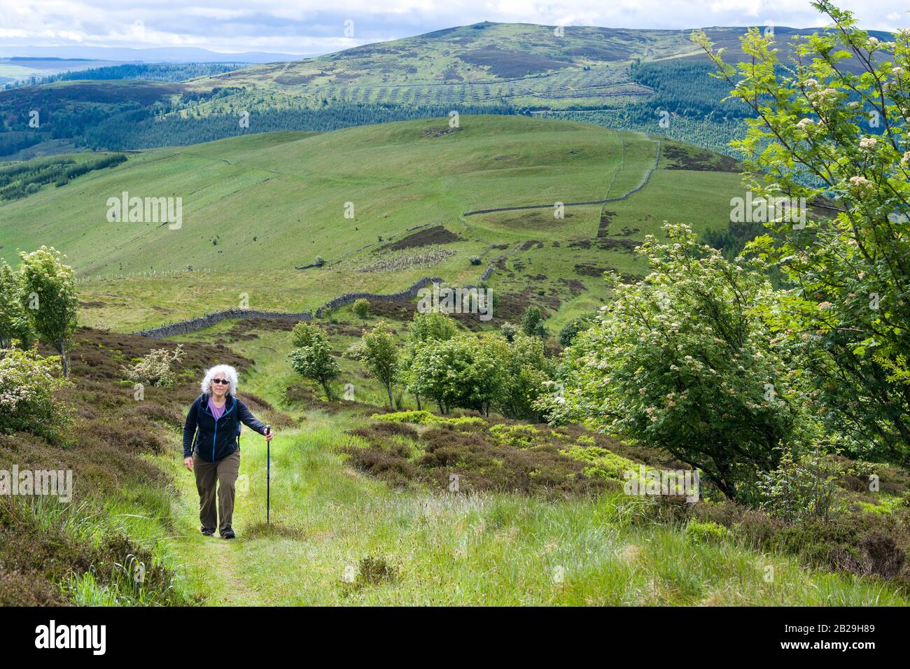 Jon Buchanan Way, Schottland Grenzt An Stockfoto