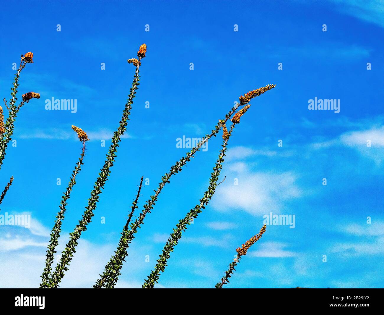 Blühender ocotillo Kaktus mit blauem Himmel Stockfoto