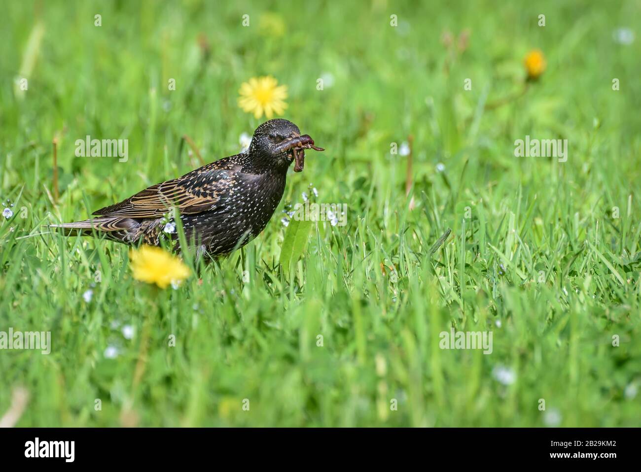 Niedliche Vogelstarrung (Sturnus vulgaris) in grünem Gras in einer Wiese mit einem Insekt im Schnabel im Frühjahr Stockfoto