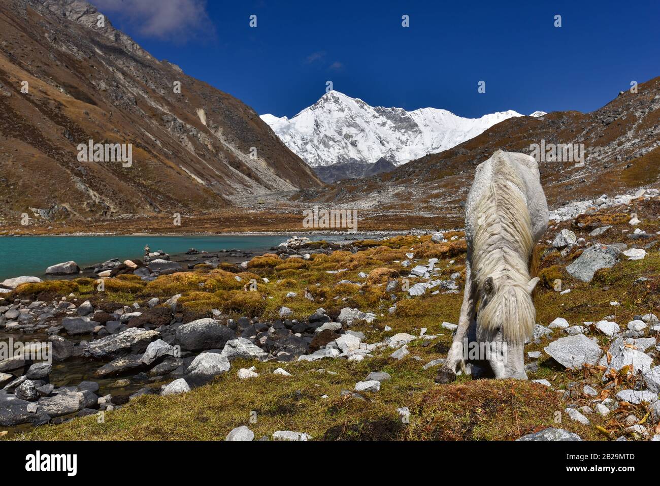 Ein weißes Pferd am Gokyo-See, umgeben von Schneebergen im Himalaya in Nepal Stockfoto