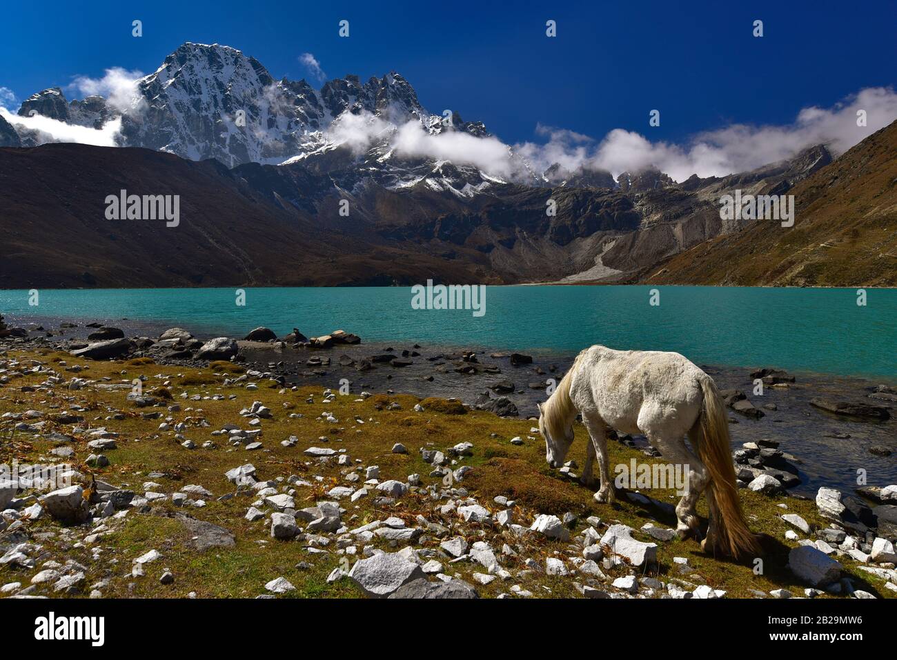 Ein weißes Pferd am Gokyo-See, umgeben von Schneebergen im Himalaya in Nepal Stockfoto
