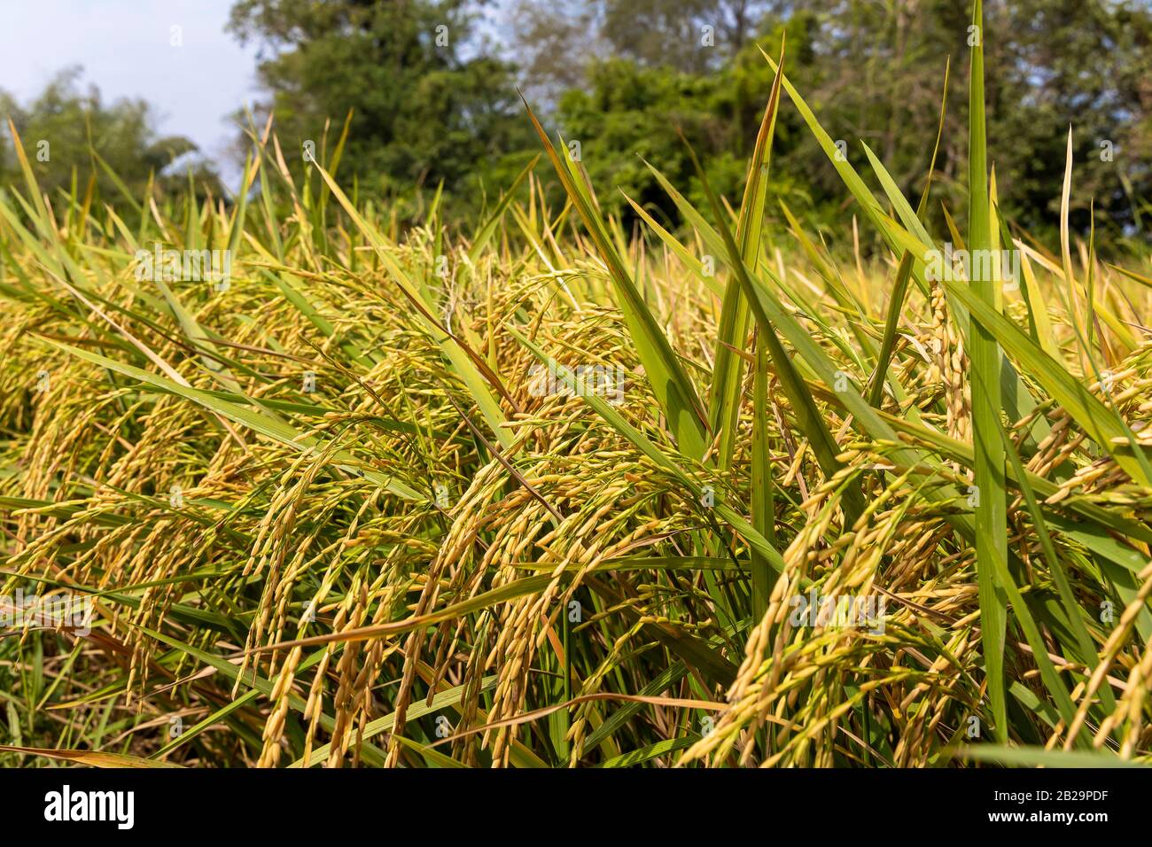 Schließen Sie das goldene Reisfeld (Nature Food) im Osten thailands. Stockfoto