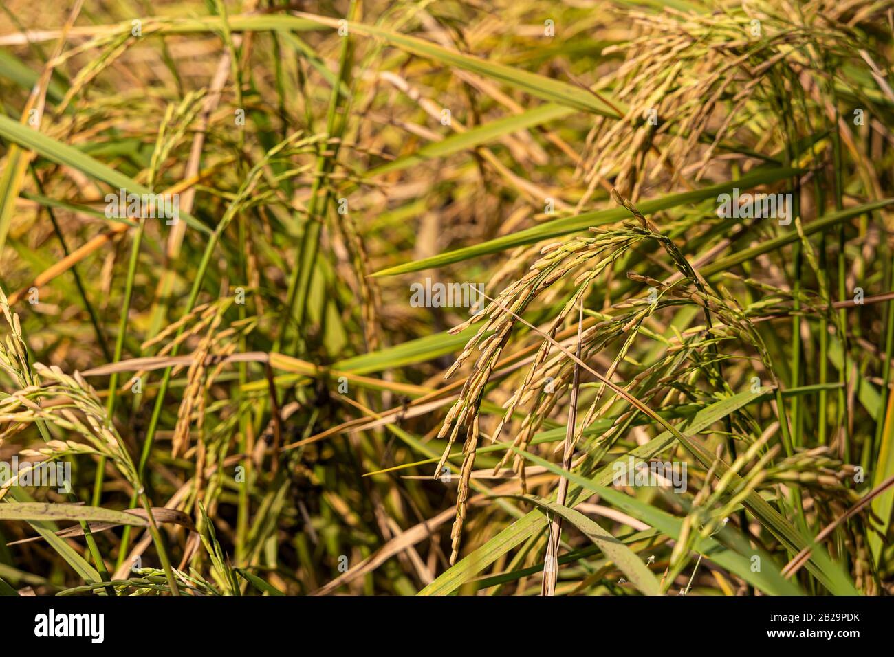 Schließen Sie das goldene Reisfeld (Nature Food) im Osten thailands. Stockfoto