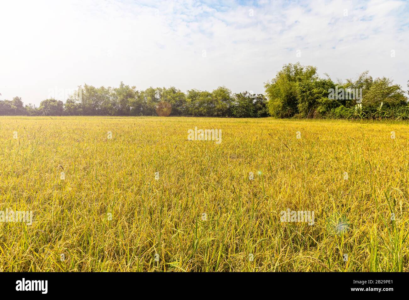 Golden Rice Field (Nature Food) im Osten thailands. Stockfoto