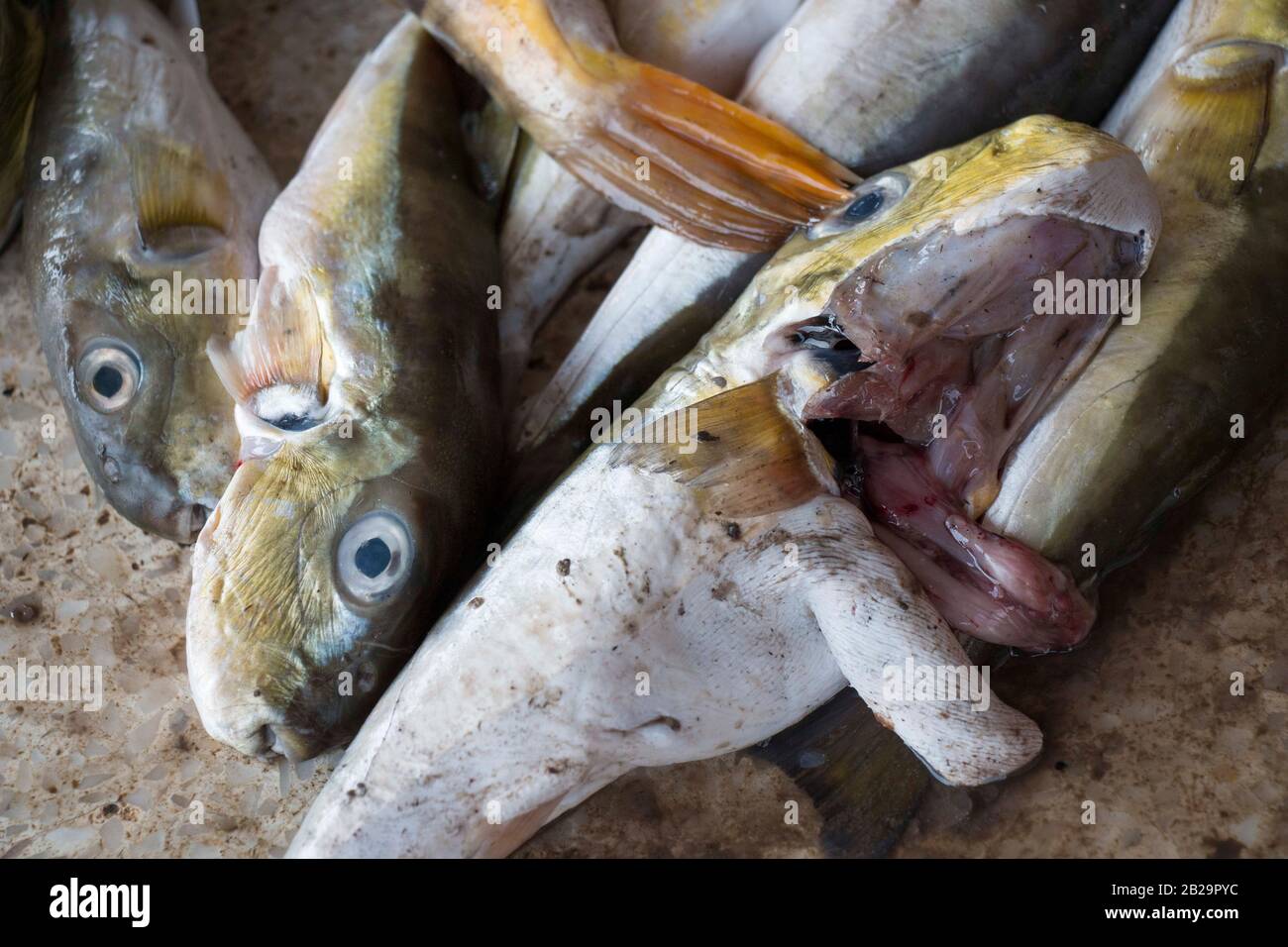 Grüne Puffer-Fische fangen von Fisher-Männern in Cox's Bazaar, Bangladesch, aus dem Meer. Der Grünpuffer-Fisch ist eine Art der Puffer-Fische, die im Süden vorkommt. Stockfoto