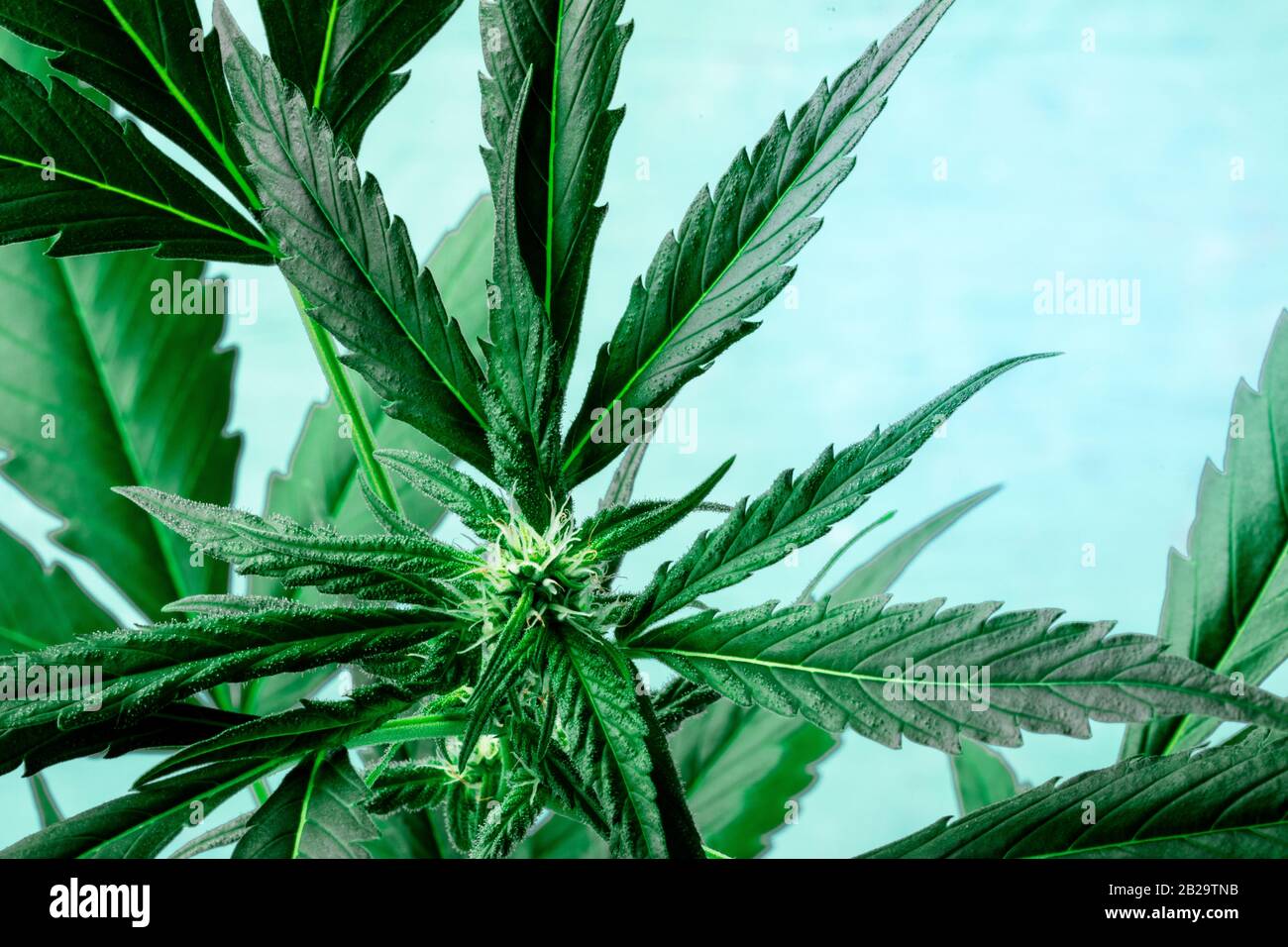 Cannabis mit lebendigen Blättern, Stigmen und Trichomen, auf blauem Grund, wachsende Marihuana-Pflanze, mit einem Ort für Text Stockfoto