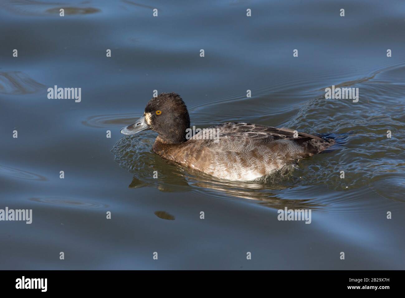 Weibliche kleine Schaufenente bei Delta BC Canada Stockfoto