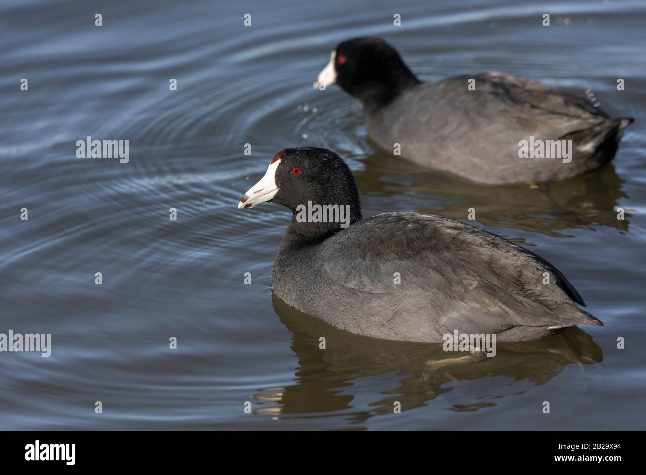 American Coot Bird bei Delta BC Canada Stockfoto