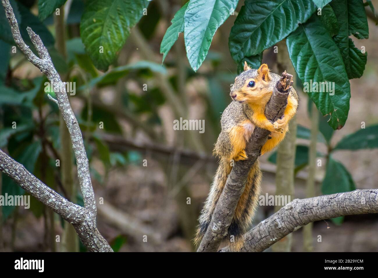 Ein Fox Squirrel im Estero Llano Grande State Park, Texas Stockfoto