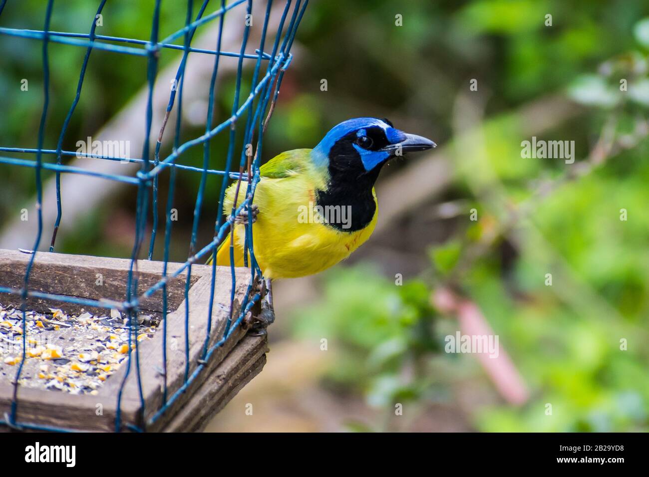 Ein grüner Jay im Estero Llano Grande State Park, Texas Stockfoto