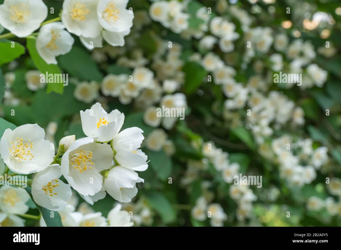 Mock Orange Blüht. Wunderschöner blühender Strauch. Sommer Stockfoto