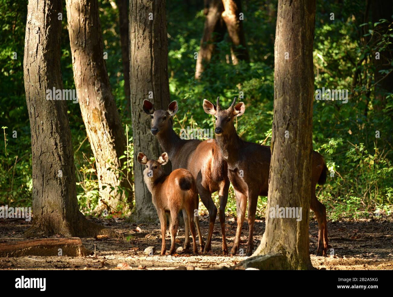 Familie der Sambar-Hirsche (Rusa unicolor) im Wald. Jim Corbett National Park, Indien Stockfoto