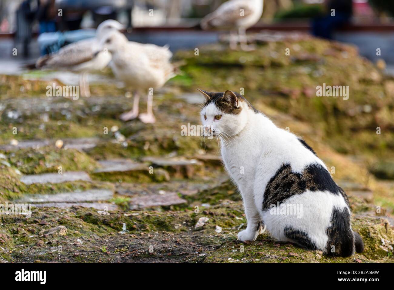 Eine verängstigte Katze, umgeben von Heringsmöwen Stockfoto