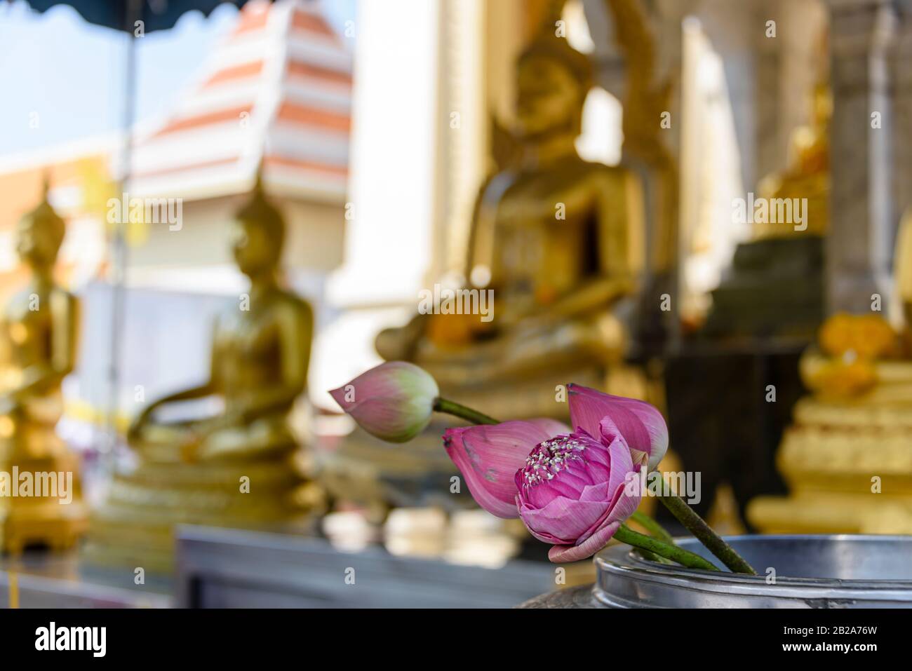 Lila lotusblume vor einer goldenen Statue des Buddha, Wat Songkhram, Bangkok, Thailand Stockfoto