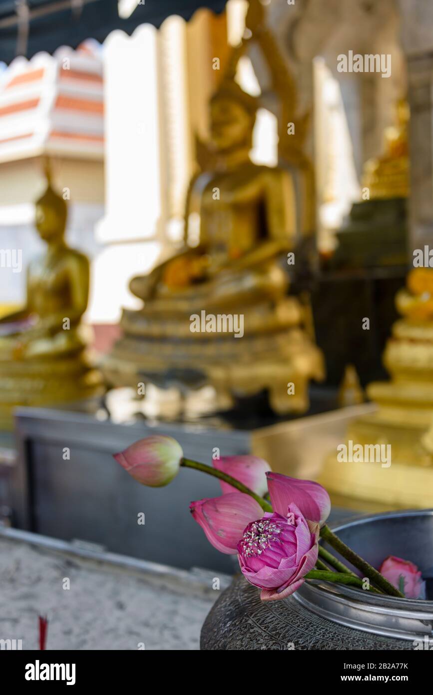 Lila lotusblume vor einer goldenen Statue des Buddha, Wat Songkhram, Bangkok, Thailand Stockfoto