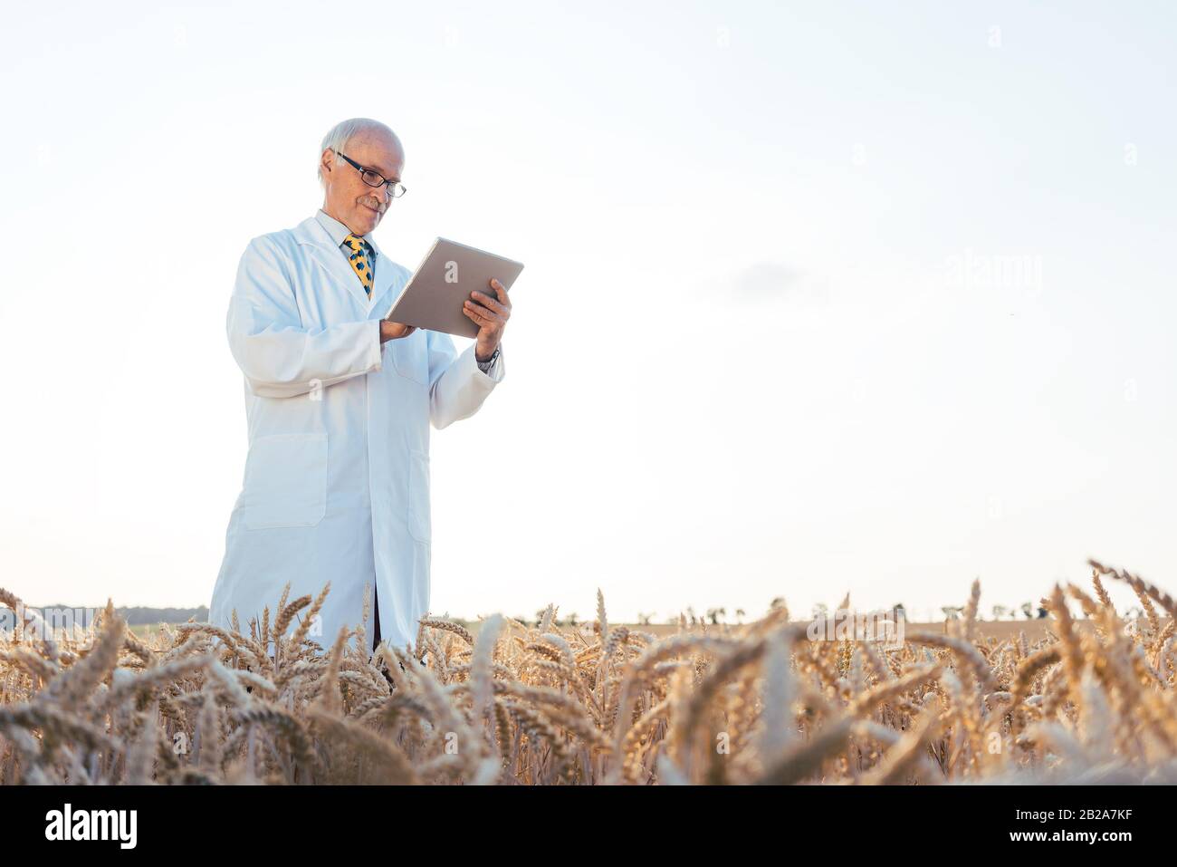 Agrarwissenschaftler forschen in grüner Biotechnologie Stockfoto