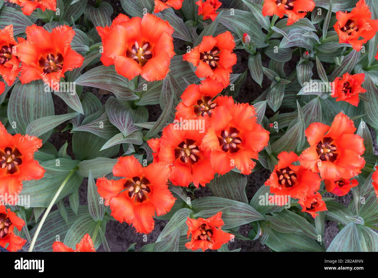 Tulpen, Draufsicht. Blühende rote Tulpen. Rote Tulpen an einem sonnigen Frühlingstag. Tulpen ungewöhnlicher Form Stockfoto