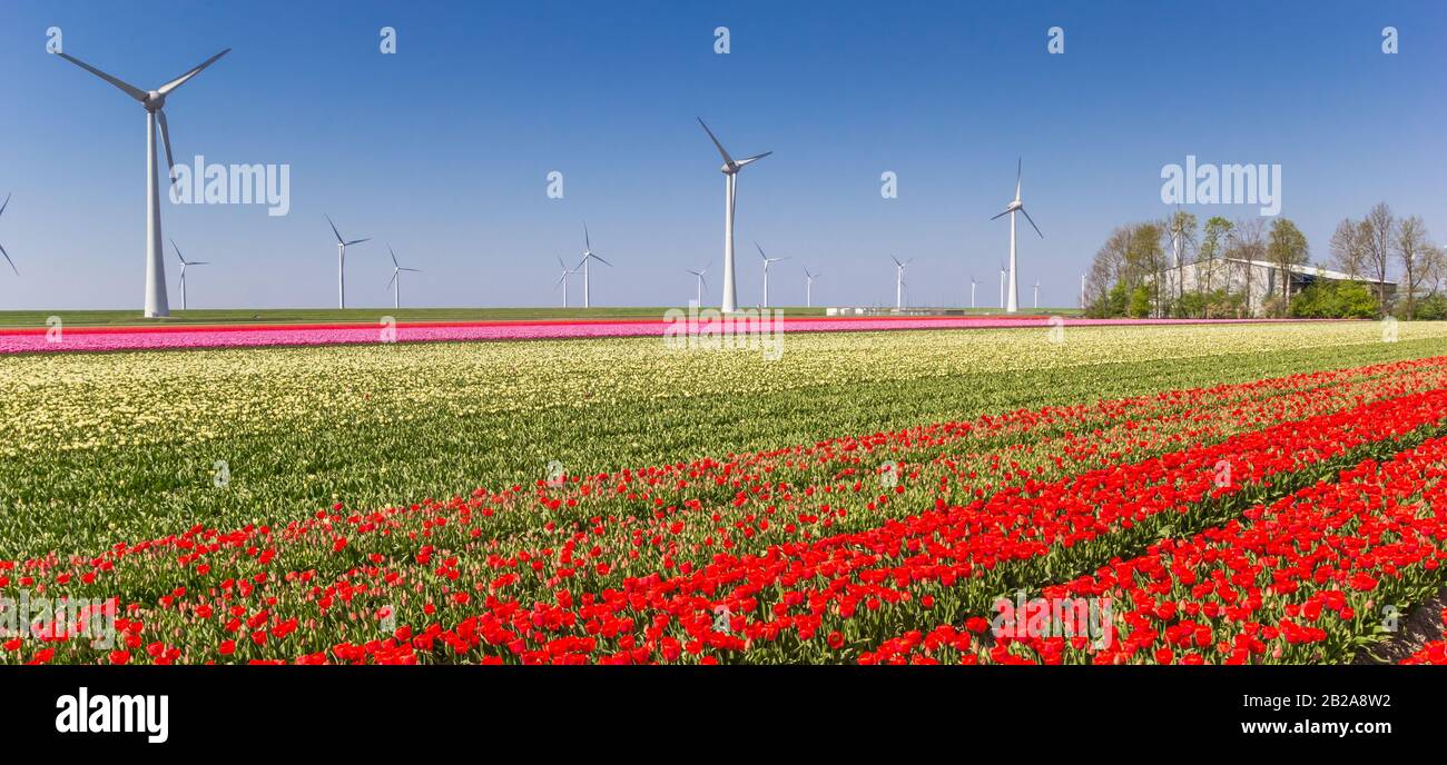 Panorama von bunten Tulpenfeldern und Windkraftanlagen in Noordoostpolder, Holland Stockfoto