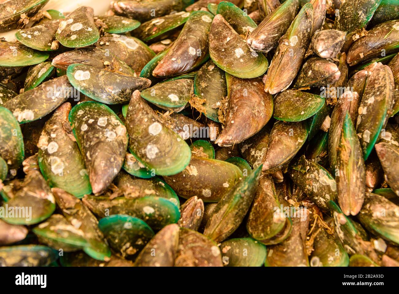 Auf dem traditionellen Mae Somchit Kata Fresh Market, Kata, Phuket, Thailand, werden Muscheln mit grünen Lippen verkauft Stockfoto