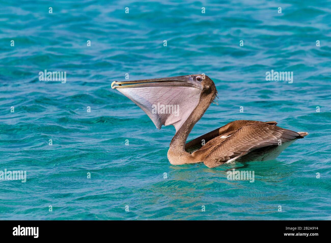Brauner Pelikan auf blauem Meer, der frischen Fisch isst Stockfoto