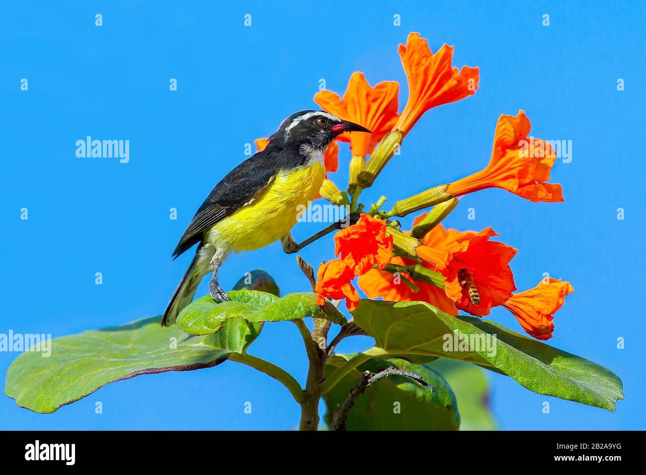 Bananaquit Vogel auf der Pflanze mit orangefarbenen Blumen vor blauem Himmel sitzend Stockfoto