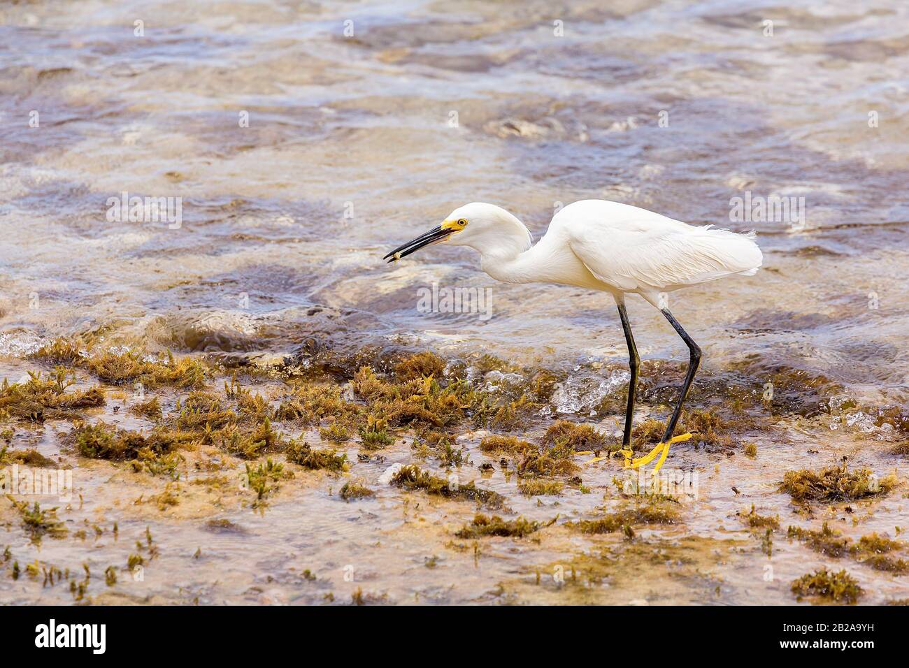 Weißer amerikanischer kleiner Egret, der an der Küste der Insel Bonaire spazieren geht Stockfoto