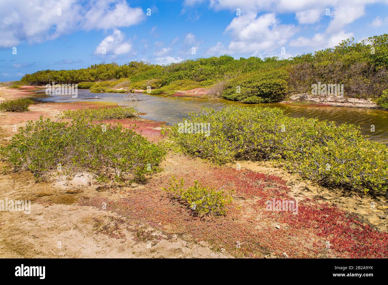 Landschaft mit Mangrovenwald und Wasser auf der Insel Bonaire Stockfoto
