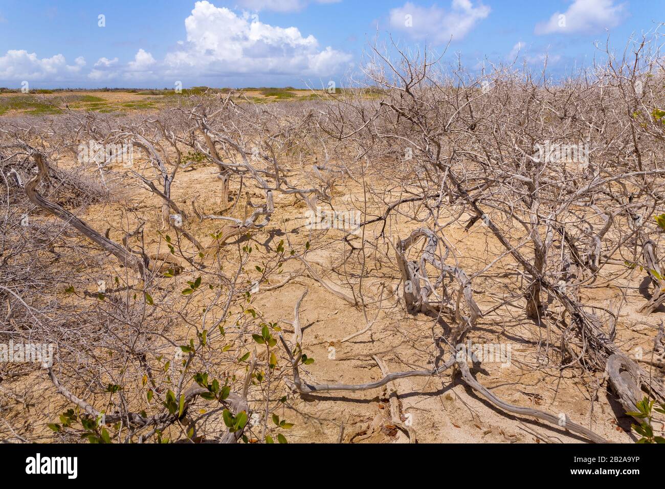 Landschaftspflanzenfeld, das unter Dürre auf der Insel Bonaire leidet Stockfoto