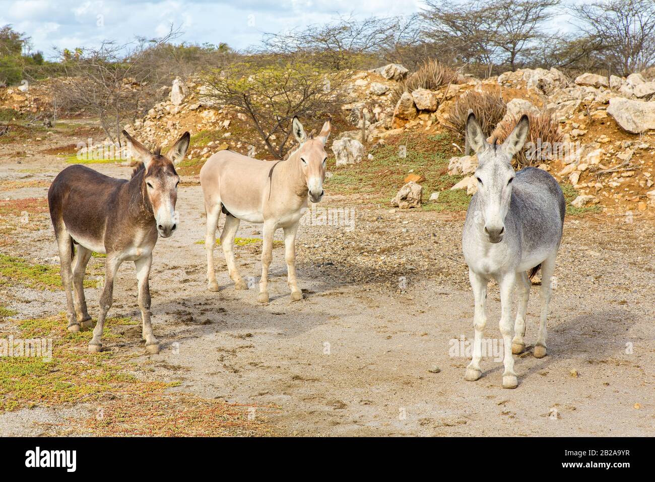 Drei bunte Esel, die in wilder Natur auf der Insel Bonaire stehen Stockfoto