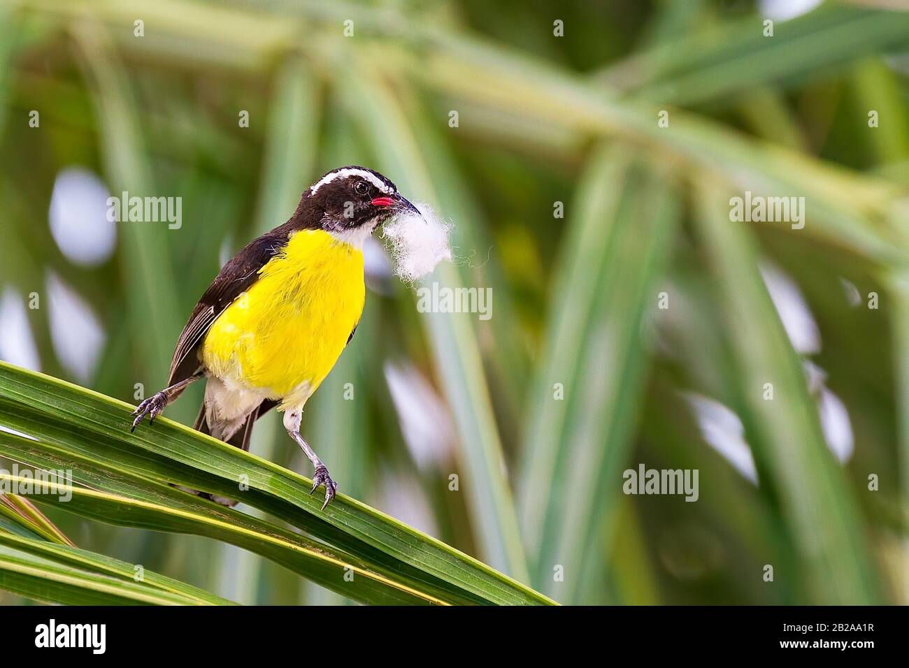 Karibischer Zuckerdiebstohlvogel, der mit Nestmaterial auf Palmblatt sitzt Stockfoto