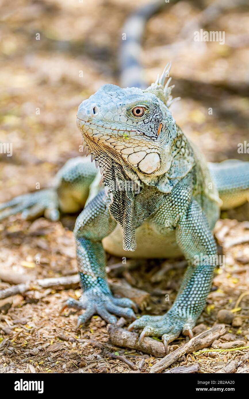 Nahaufnahme der grünen Iguana-Vorderansicht mit Kopf und Vorderbeinen Stockfoto
