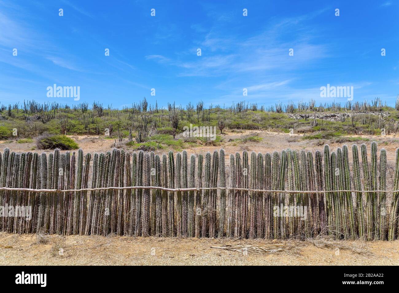 Eine Reihe von Kakteen, die in einer langen Reihe als Hecke oder Zaun auf Bonaire gepflanzt wurden Stockfoto