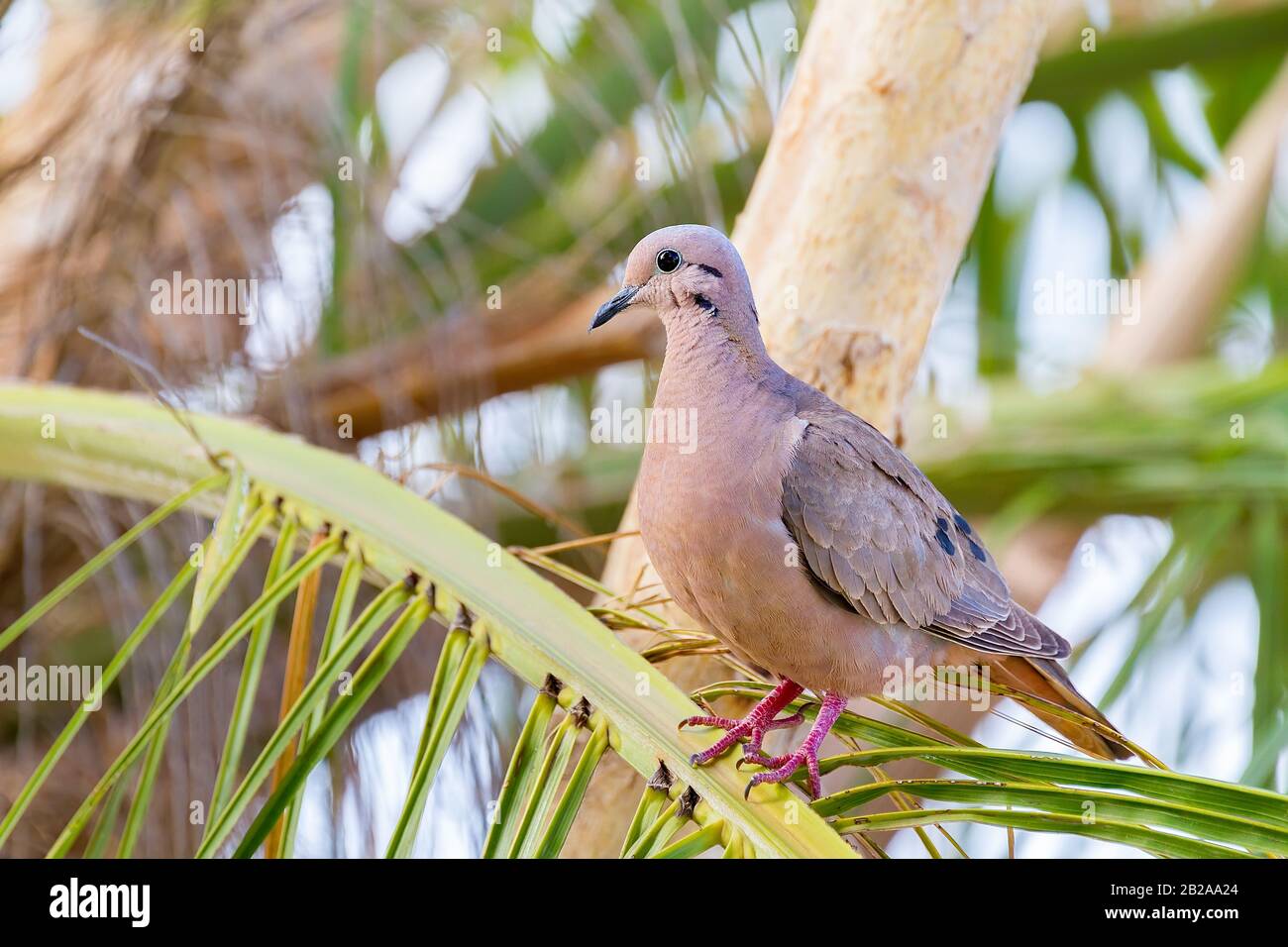 Ared Dove Zenaida auriculata vinaceorufa sitzende Palme Stockfoto