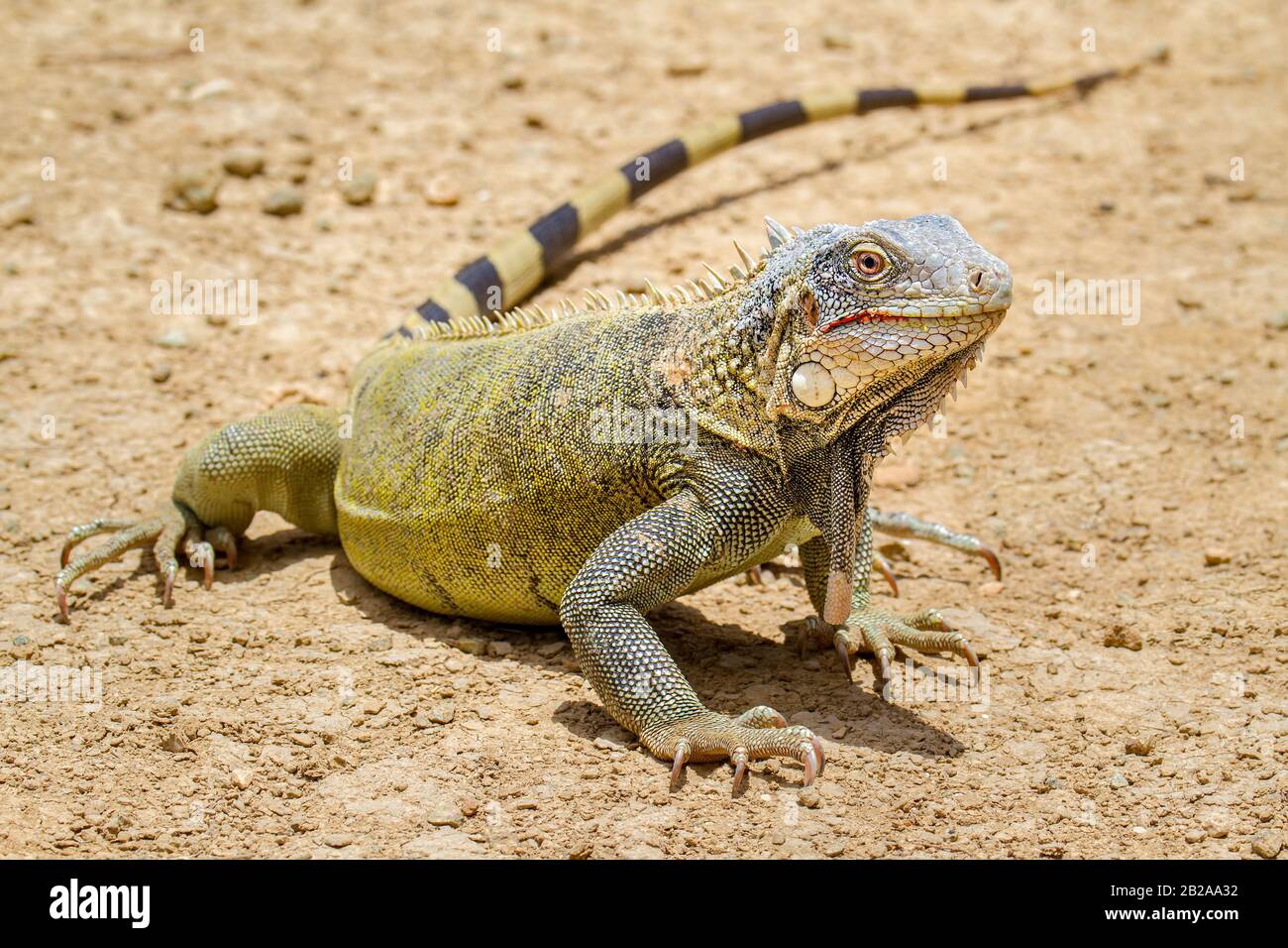 Nahaufnahme schöne grüne Iguana steht auf dem Boden Stockfoto