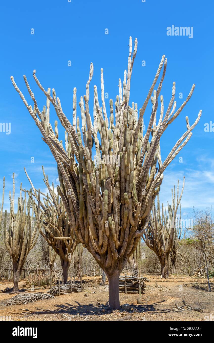 Gruppe von Kakteenbäumen in freier Natur des Nationalparks Stockfoto