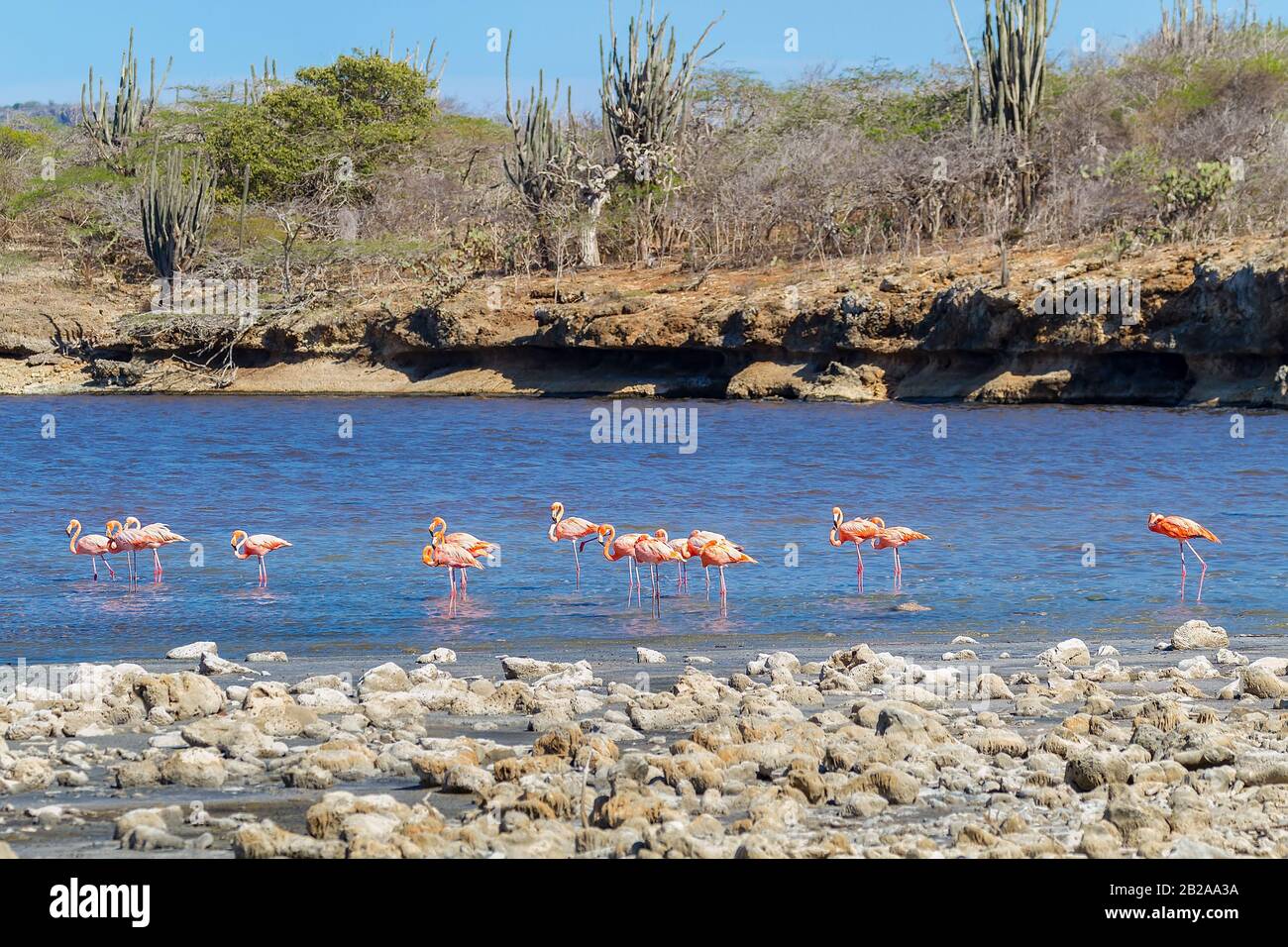 Gruppe der großen roten Karibik flamingos Wandern in See an der Küste Stockfoto