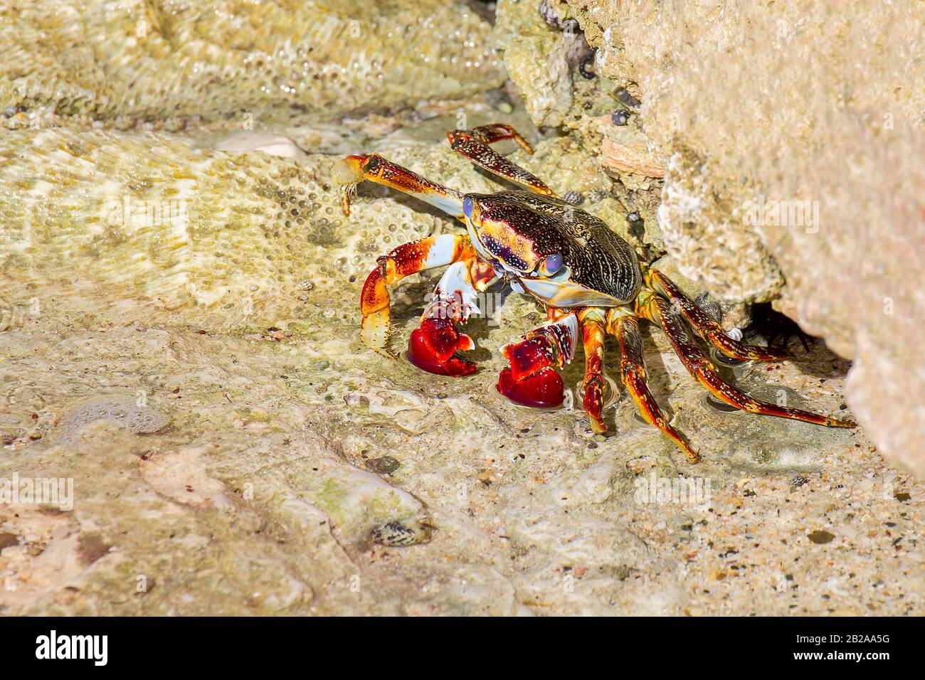 Bunte Sally Lightfood Crab auf Stein an der Küste der Insel Bonaire Stockfoto